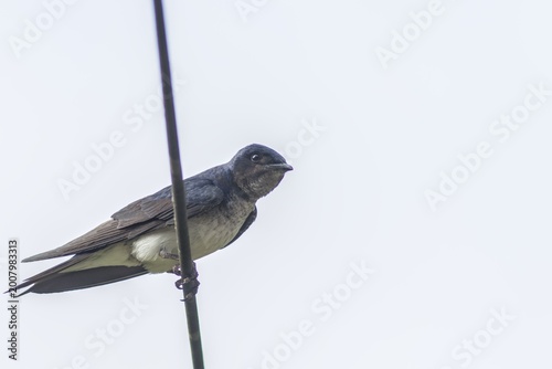 Balanced on the Wire