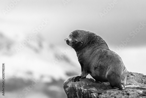 The Watchful Giant