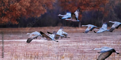 Canvas Print Sandhill Cranes Taking Flight Over Misty Wetland