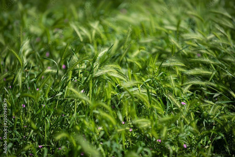Fototapeta premium Green wheat field. Wheats land. Background of wheat ears. Fields landscape. Field of wheats. Wheat field. Ear of wheats in field.