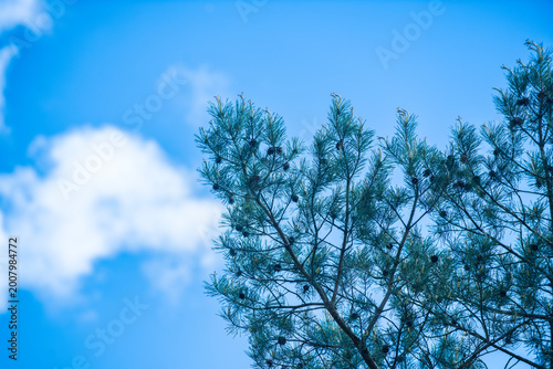 Bild auf Leinwand Clear blue sky with soft white clouds