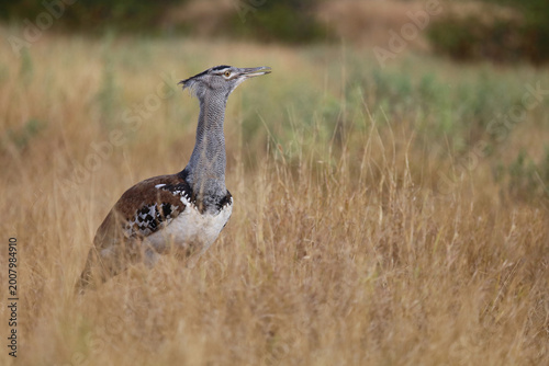 Canvastavla Riesentrappe / Kori bustard / Andreotis kori