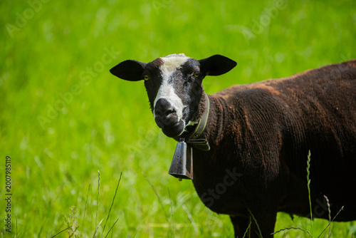 Bild auf Leinwand Sheep eating grass