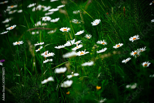 Chamomile daisy flowers in green meadow. Alpine pasture with natural plants. Peaceful countryside scene. Clean background floral background meadow background nature background.