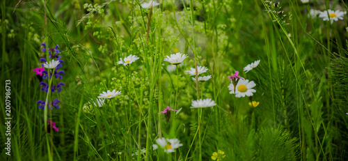 Photos Chamomile flower field across alpine meadow