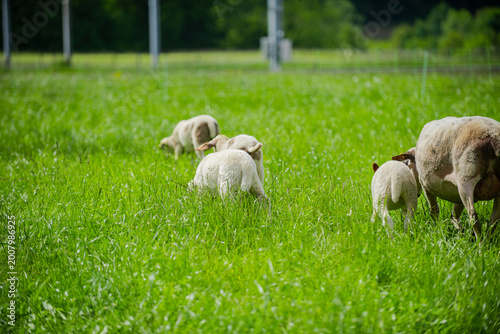 Принти на полотні Sheep on pasture