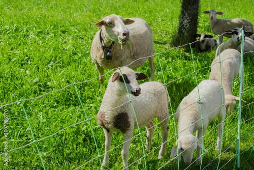 Vászonkép Sheep on pasture