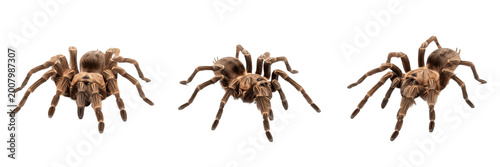 Fotografie Set and collection of large tarantula spider isolated on white background