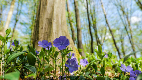 Fotografie Vibrant purple periwinkle flowers bloom in a sun-dappled forest clearing