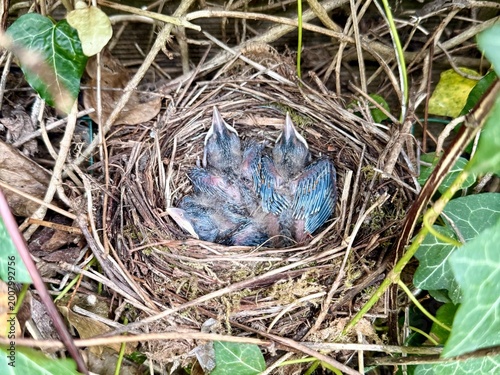 Baby birds sleeping in their nest