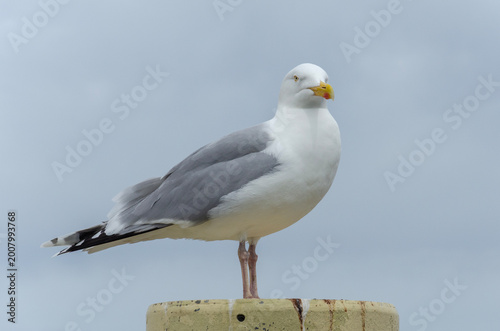 Seagull perched on a wooden post against a cloudy coastal sky.