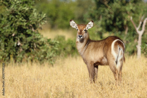 Quadro su tela Wasserbock / Waterbuck / Kobus ellipsiprymnus