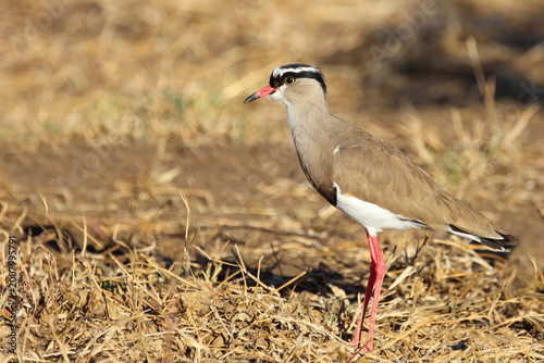 Kronenkiebitz / Crowned plover or Crowned lapwing / Vanellus coronatus
