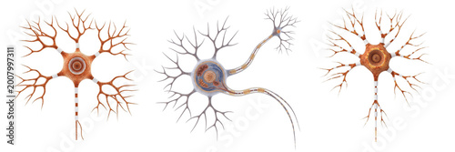 Tableau sur toile Biological Human Neuron Nerve Cell PNG Set Isolated on Transparent Background fo