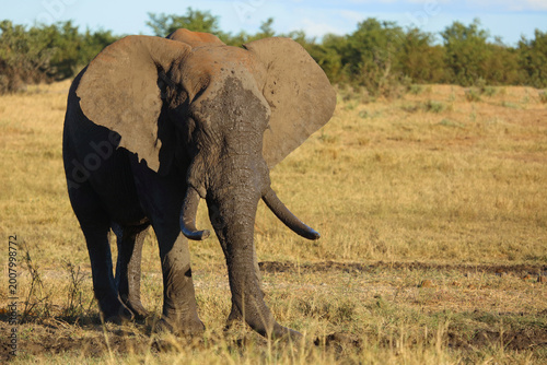 Canvas Print Afrikanischer Elefant / African elephant / Loxodonta africana