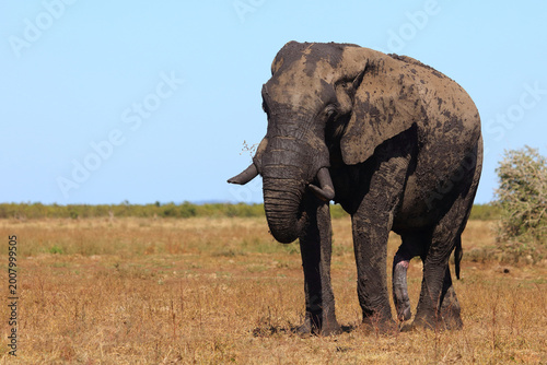 Photography Afrikanischer Elefant / African elephant / Loxodonta africana