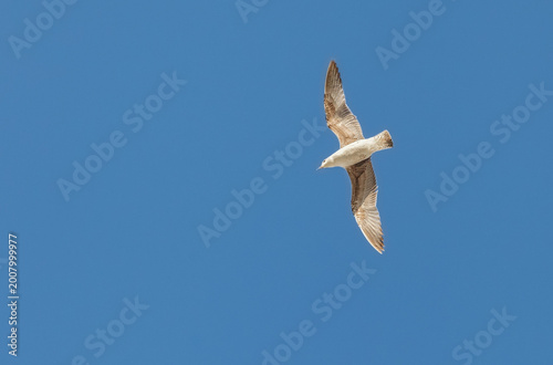 Seagull flying in the sky