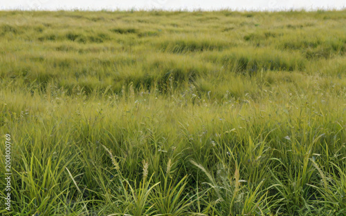 Green Grassland