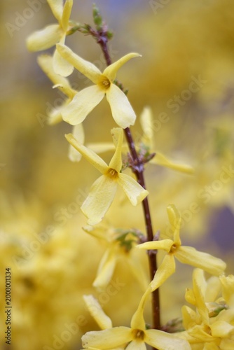 forsythia bush yellow flowers macro photo spring nature vertical orientation	
