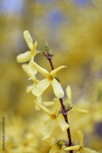 forsythia bush yellow flowers macro photo spring nature vertical orientation	
