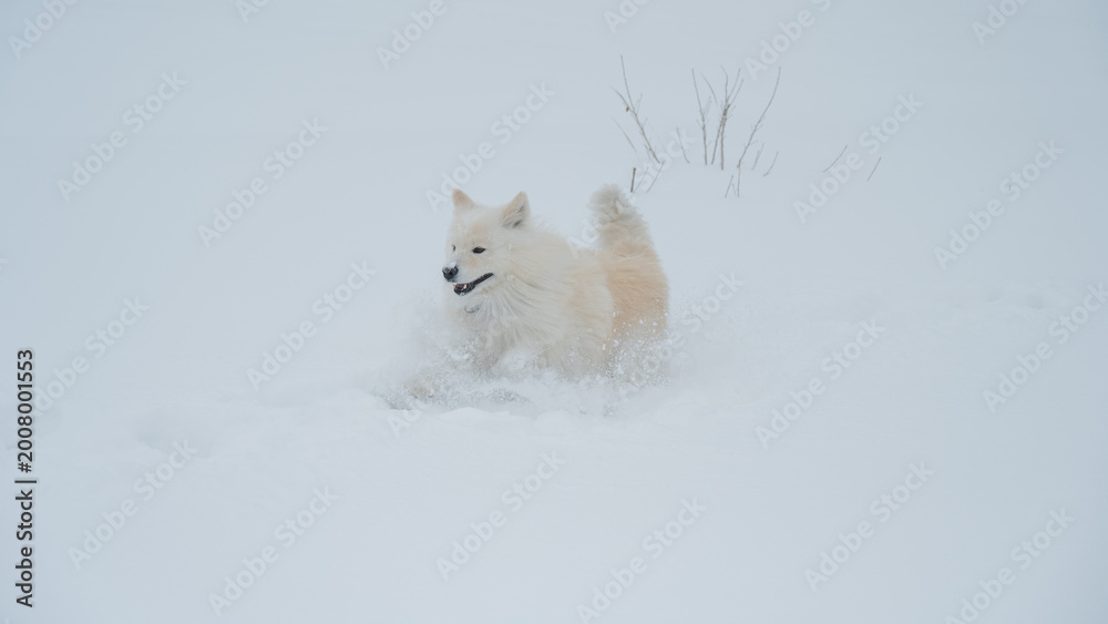 Fototapeta premium A Samoyed dog runs through the snow.