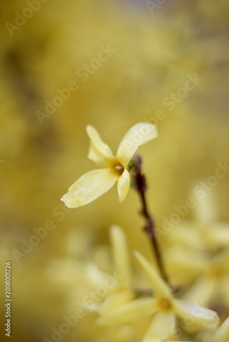 forsythia bush yellow flowers macro photo spring nature vertical orientation	
