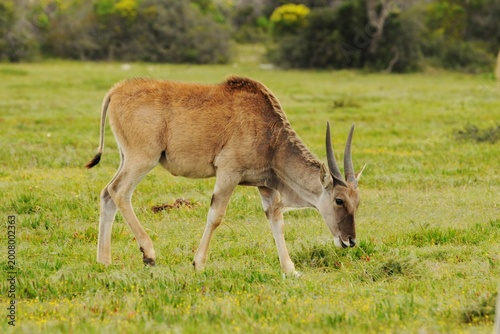 Foto Juvenile Cape eland (Tragelaphus oryx oryx) grazing on the lush meadows of De Ho