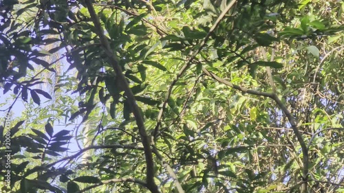 South American wildlife. Closeup view of a colorful Cyanocorax chrysops, also known as Plush-crested jay, sitting on a branch in the tropical forest.
