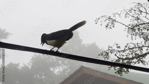 South American wildlife. Birdwatching. Closeup view of a colorful Cyanocorax chrysops, also known as Plush-crested jay, sitting on a branch in the tropical forest.
