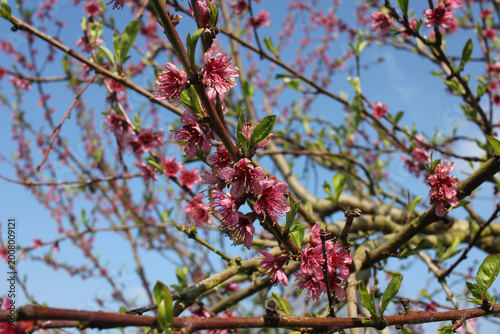 Close-up of numerous pink peach blossoms against a clear blue sky