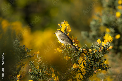 Photography Willow Warbler in Blooming Gorse