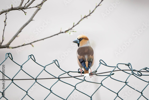 Bild auf Leinwand "Hawfinch (Coccothraustes coccothraustes) perched on a fence"