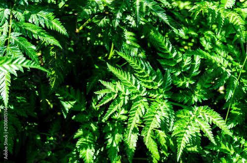 Billede på lærred Close-up of wild ferns in the underbrush of a park in the bright sun
