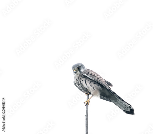 Bild auf Leinwand kestrel on a tree