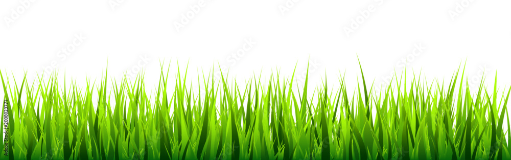 Fototapeta premium Meadow silhouette with green grass, plants on plain. Panoramic summer lawn landscape with herbs, various weeds. Herbal border, frame element. Black horizontal banners. Vector illustration