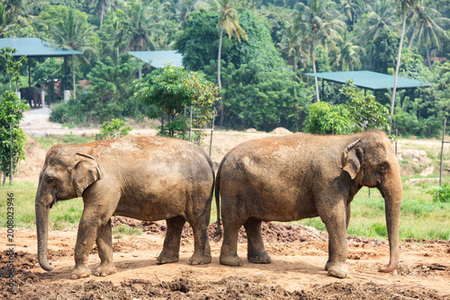 Photos Elephants in elephant orphanage in Pinnawalla, Sri Lanka