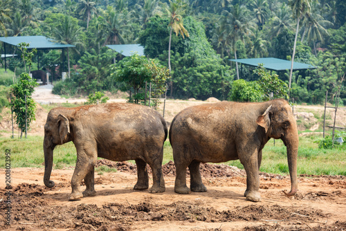 Fotografía Elephants in elephant orphanage in Pinnawalla, Sri Lanka