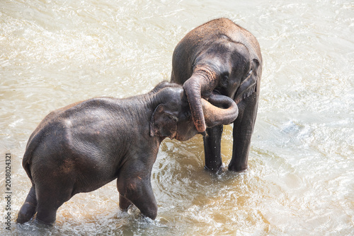 Photography Baby elephants bathing and kissing in the river,  Sri Lanka