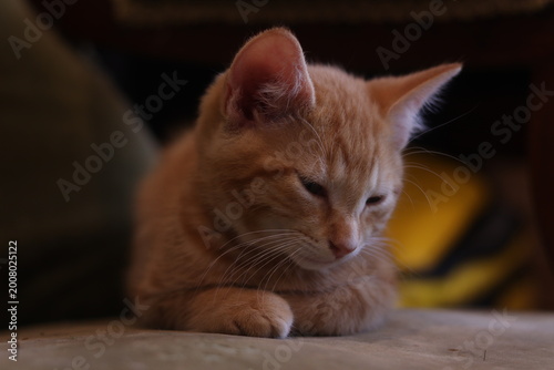 Photography animals cats kittens portraits