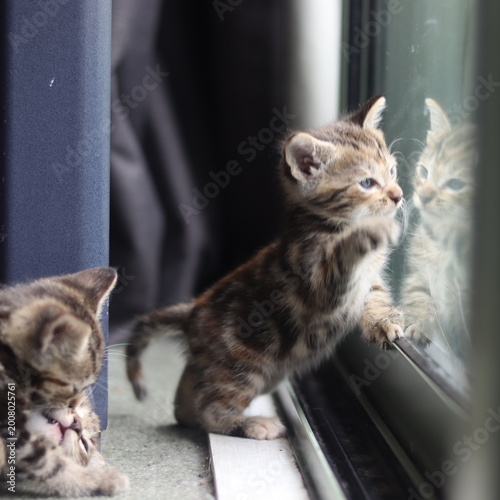 Photography animals cats kittens portraits