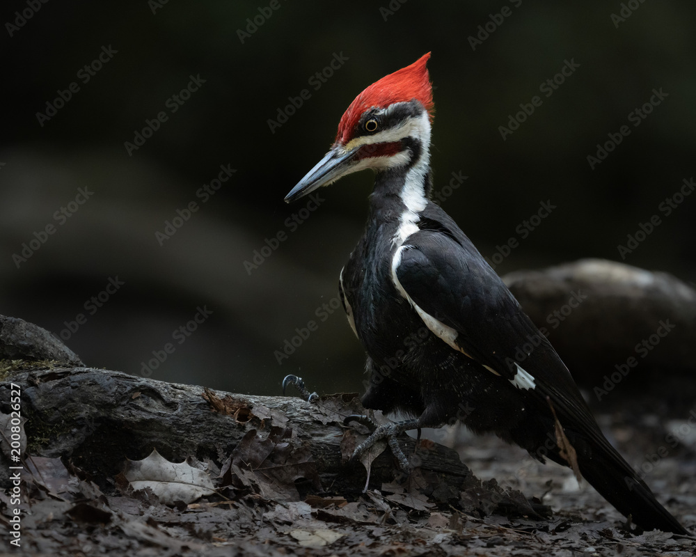 Fototapeta premium Pileated woodpecker searching for food on a fallen log in a forest environment. Close-up wildlife scene with natural light, earthy tones, and detailed textures.