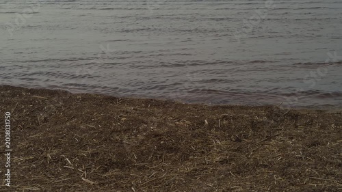 Wet wrack on shore under overcast sky with dark organic bands and reflective wet sand, atmospheric coastal study suited for dramatic backgrounds and environmental narratives
