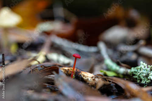 Fotografie Tiny Red Mushroom Rising from Woodland Leaf Litter