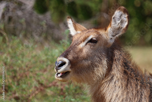 Tableau sur toile Wasserbock / Waterbuck / Kobus ellipsiprymnus