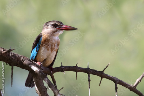 Fotografie Braunkopfliest / Brown-hooded kingfisher / Halcyon albiventris