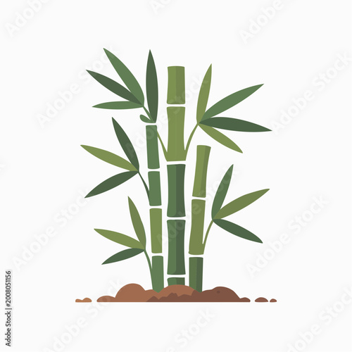 Bamboo plant with green leaves and brown soil isolated on white background