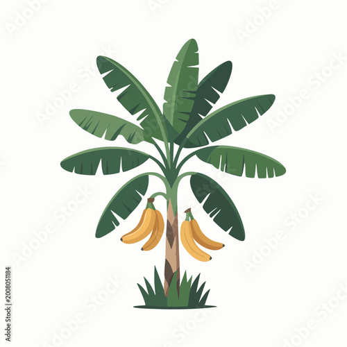 Colorful cartoon banana tree with green leaves and ripe yellow bananas on white background
