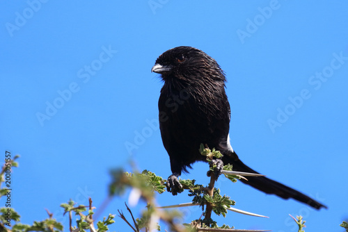 Foto Elsterwürger / Long-tailed shrike or Magpie shrike / Urolestes melanoleucus