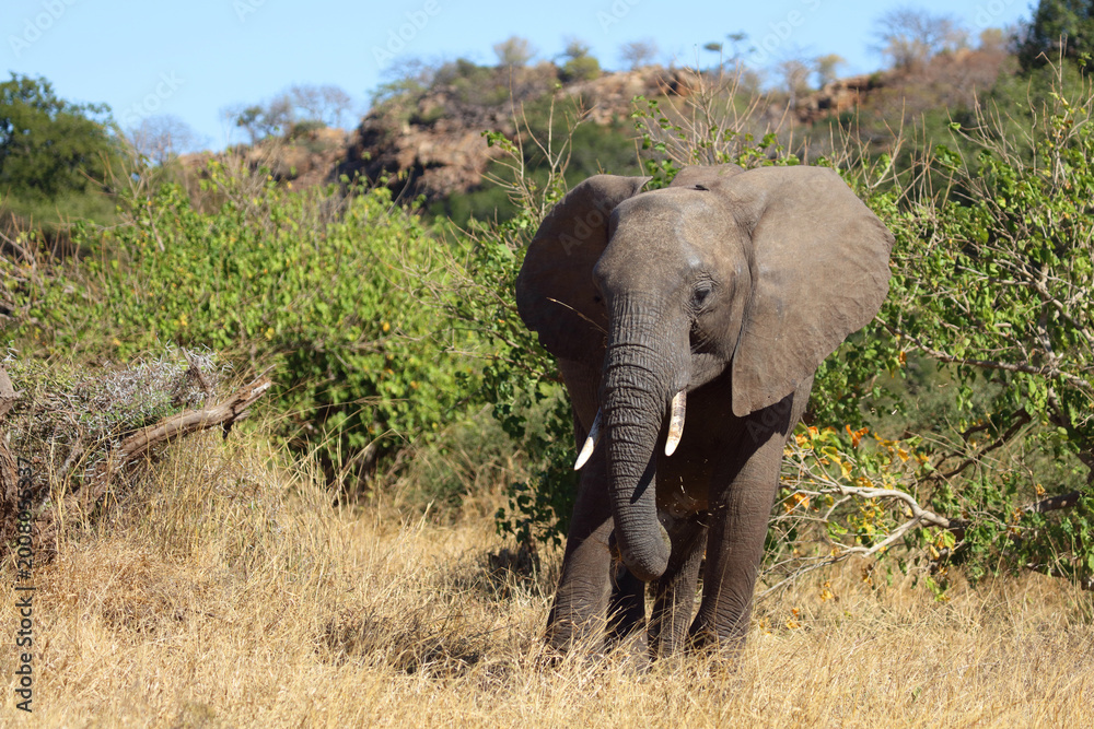 Fototapeta premium Afrikanischer Elefant / African elephant / Loxodonta africana