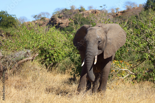 Photography Afrikanischer Elefant / African elephant / Loxodonta africana